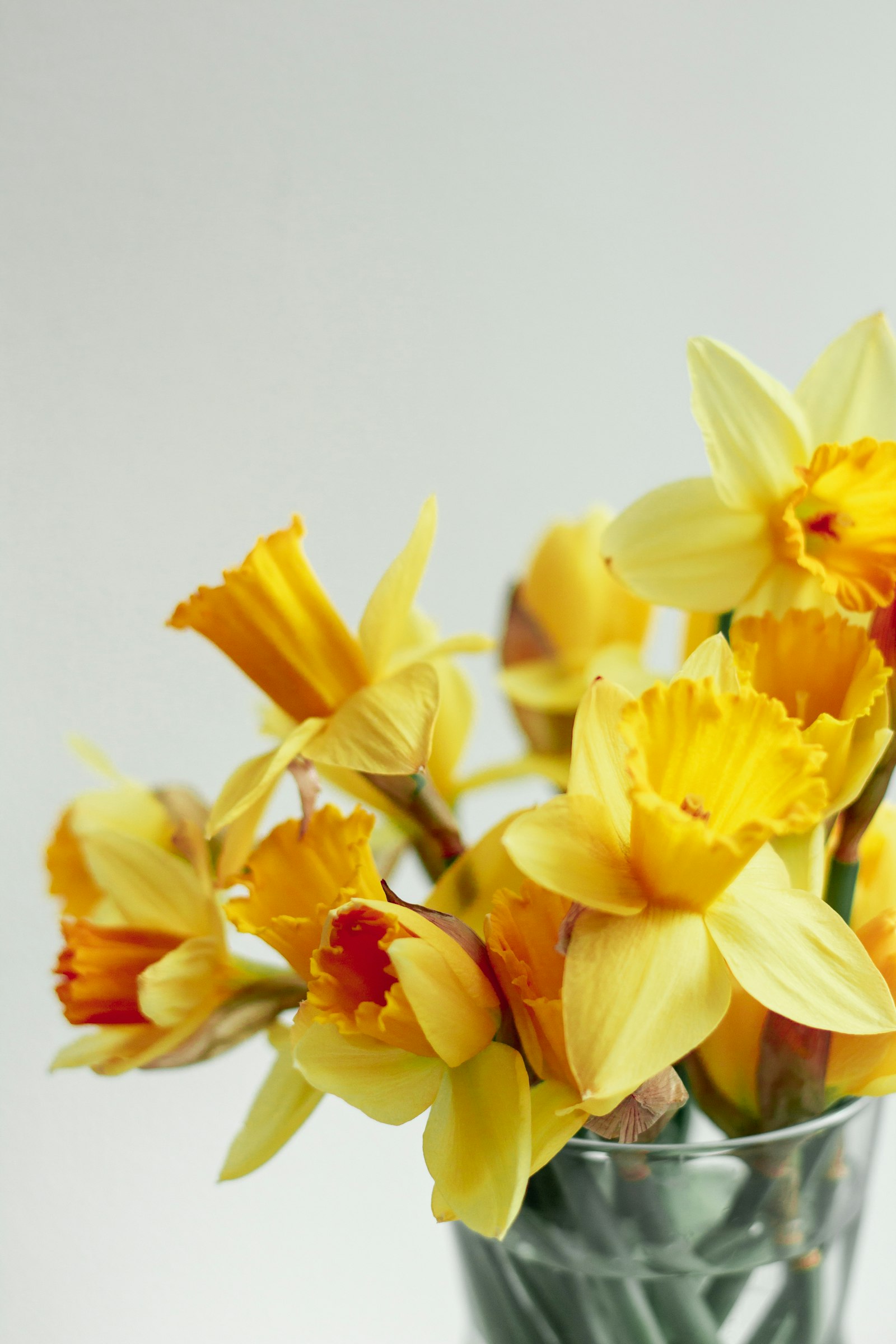 A close-up of yellow daffodil petals in soft natural light.