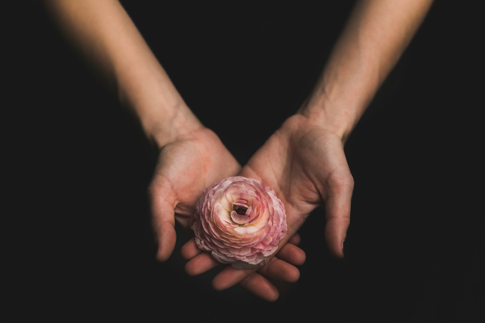 A hand offering a flower — the small, deliberate act of giving.
